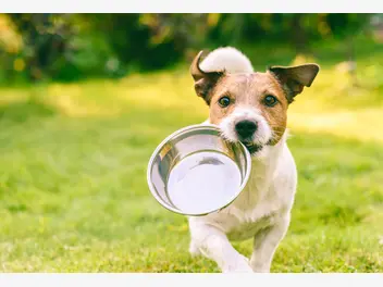 Ilustracja artykułu sucha czy mokra karma dla psa – która jest lepsza?