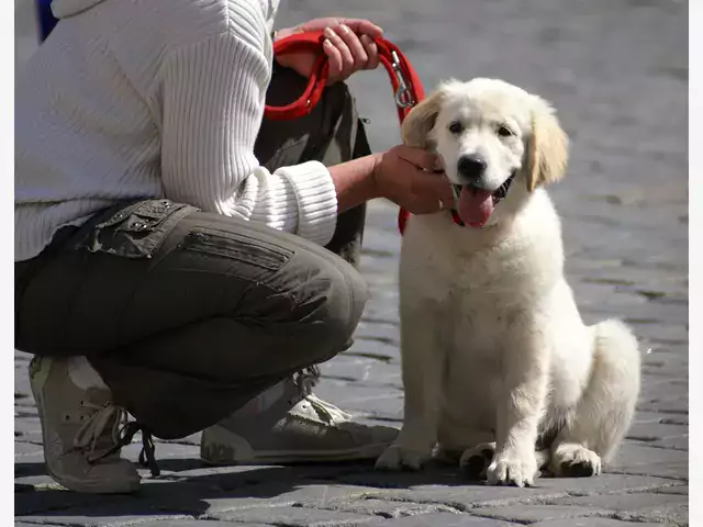 Praca i ścieżka kariery zoopsychologa