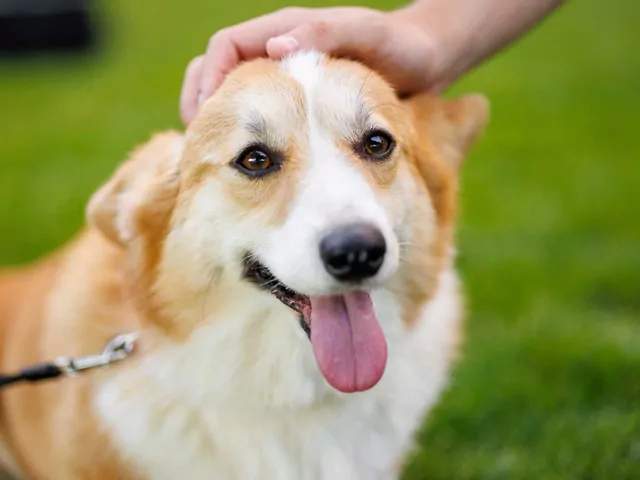 Jak uspokoić psa: porady praktyczne