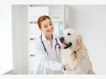 Ilustracja artykułu profilaktyka zdrowotna psów – o czym powinniśmy pamiętać?