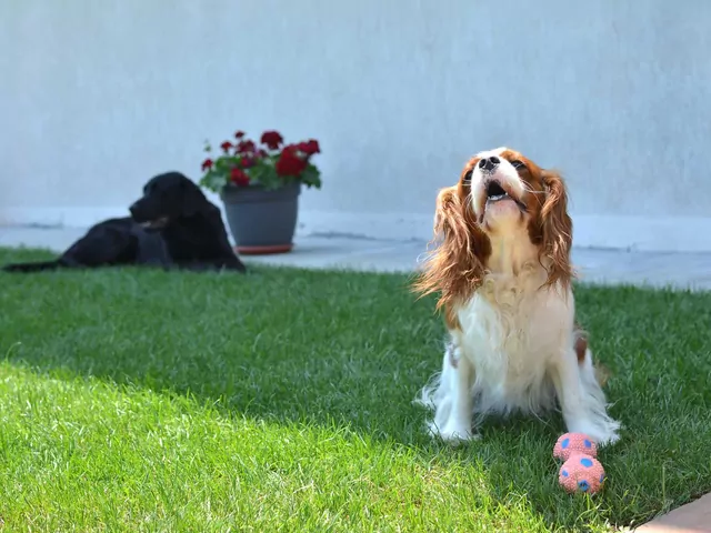 Sposoby na nadmierne szczekanie psa
