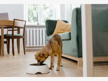 Ilustracja artykułu karma monobiałkowa dla psa – kiedy należy zacząć ją podawać?