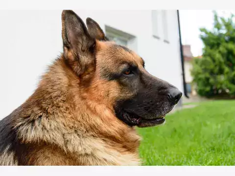 Szkolenie psa obronnego z pozorantem