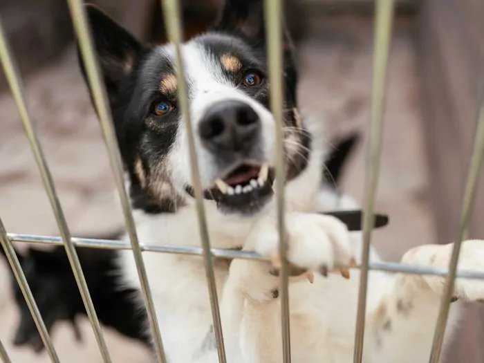 Adopcja psa ze schroniska: kiedy