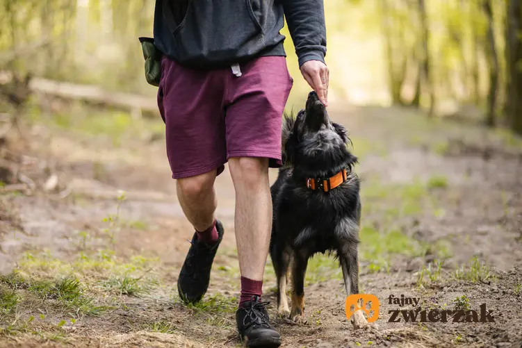 Mężczyzna szkolący psa w lesie, a także porady, jak nauczyć psa chodzenia przy nodze