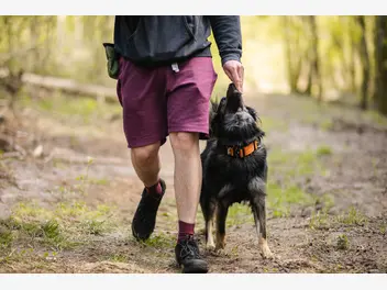 Ilustracja artykułu jak nauczyć psa chodzenia przy nodze? praktyczne wskazówki