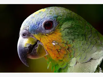 Ilustracja artykułu wybór odpowiedniej klatki dla papugi, aby stworzyć komfortową przestrzeń życia