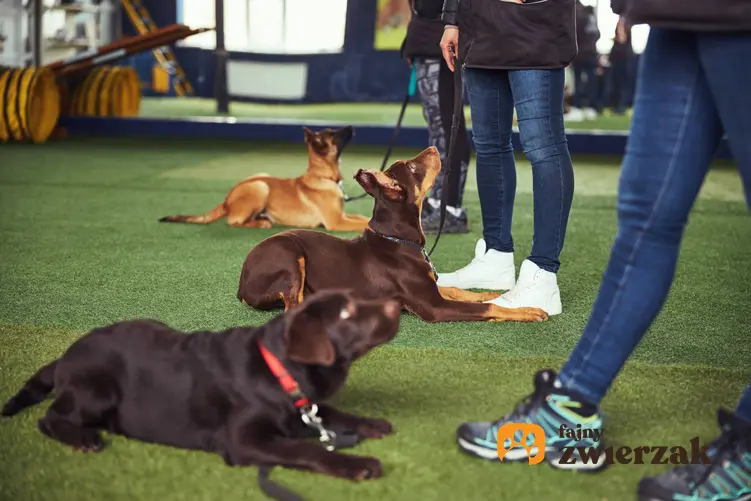 Szkolenie psów podczas grupowego treningu, a także ciekawostki, czym zajmuje się psi behawiorysta krok po kroku