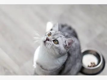 Ilustracja artykułu na co zwrócić uwagę, wybierając karmę dla sterylizowanego kota?