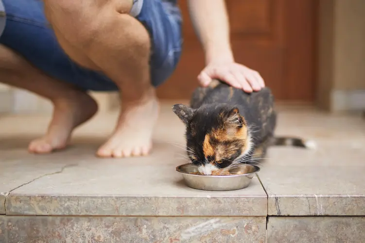 Dlaczego mokra karma dla kotów powinna być mięsna?