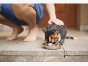 Ilustracja artykułu dlaczego mokra karma dla kotów powinna być mięsna?