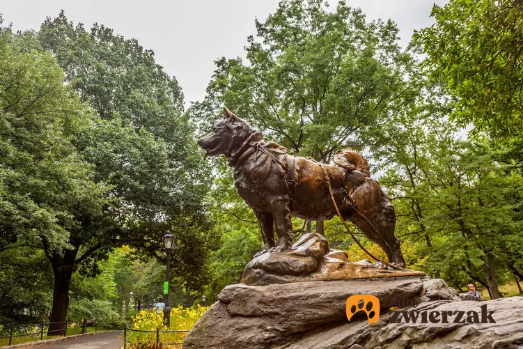 Pomnik psa Balto, który stał się bohaterem po uratowaniu chorych dzieci - poznaj ciekawą historię