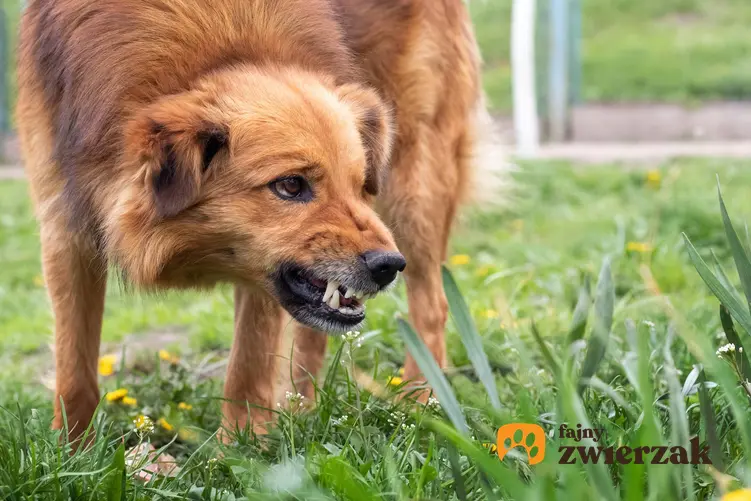 Agresywny pies na podwórku na tle zieleni, a także teoria dominacji, czyli antyporadnik wychowania psa