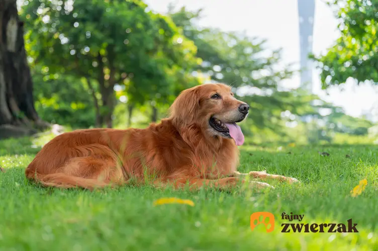Pies golden retriver leżący w trawie, a także informacje, dlaczego pies się kładzie na widok drugiego psa