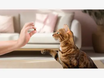 Ilustracja artykułu bezzbożowe smakołyki dla kotów – czy używać podczas zabawy z pupilem?