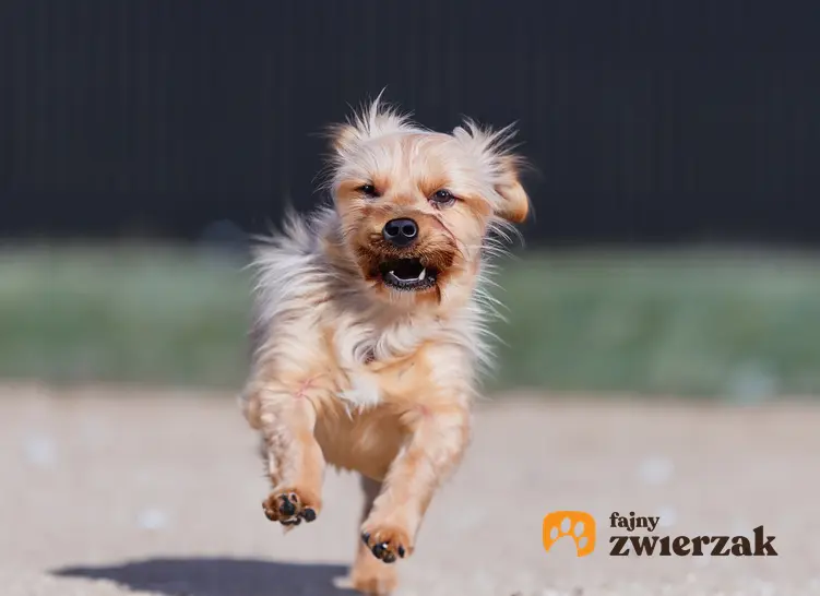 Mały pies biegnący po ścieżce, a także informacje, dlaczego małe psy są często agresywne