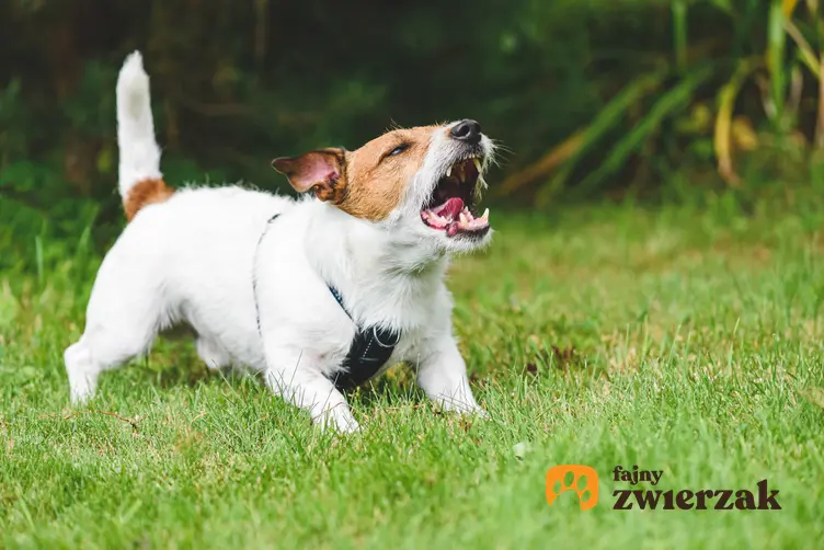 Mały pies na trawniku szczekający i agresywny, a także porady, dlaczego małe psy są często agresywne