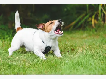 Ilustracja artykułu dlaczego małe psy są często agresywne? czy to nasza wina?