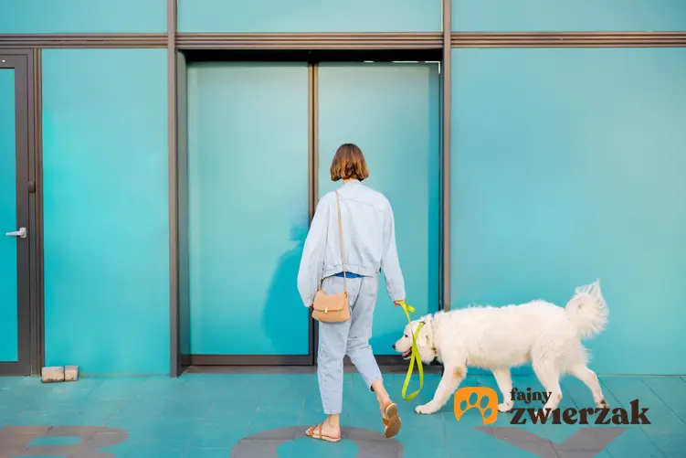 Kobieta z psem przed wejściem do sklepu, a także pies pod sklepem krok po kroku