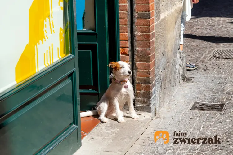 Mały pies siedzący w drzwiach wejściowych do sklepu, a także pies pod sklepem bez tajemnic