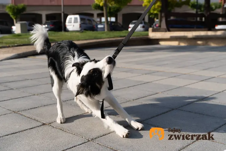 Pies gryzący smycz podczas spaceru, a także informacje i porady, dlaczego pies gryzie smycz krok po kroku