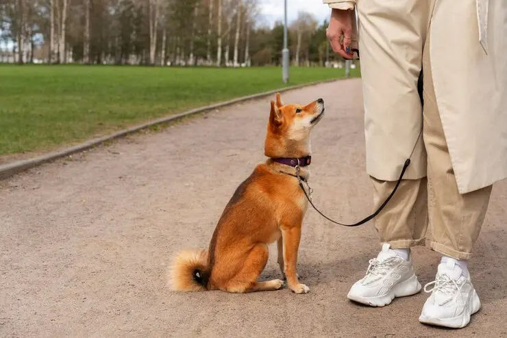 Posłuszny pies na spacerze