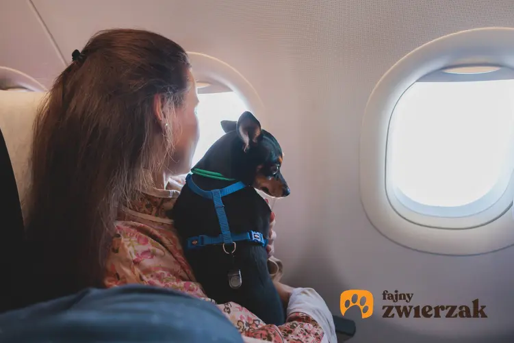 Kobieta w samolocie trzymająca na kolanach małego psa, a także pies w samolocie krok po kroku