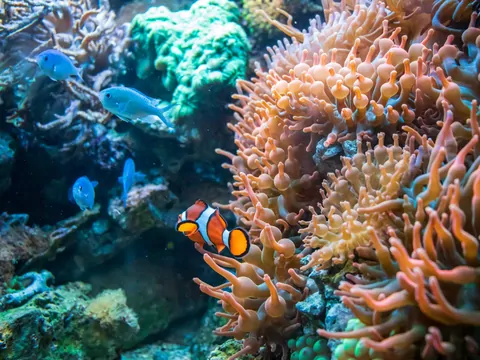 Świat koralowców: rodzaje i hodowla