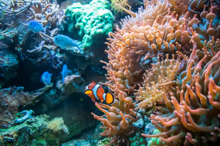 Tajemniczy Świat Koralowców: Rodzaje, Ciekawostki i Troski O Hodowlę