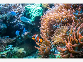 Ilustracja artykułu tajemniczy świat koralowców: rodzaje, ciekawostki i troski o hodowlę