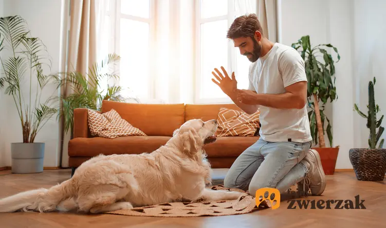 Mężczyzna podczas szkolenia psa w domu, a także porady, jak nauczyć psa "na miejsce"