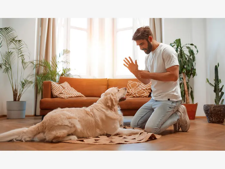 Ilustracja artykułu jak nauczyć psa "na miejsce"?