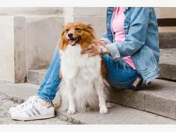 Ilustracja artykułu sprawdź, czy nadajesz się na psiego opiekuna