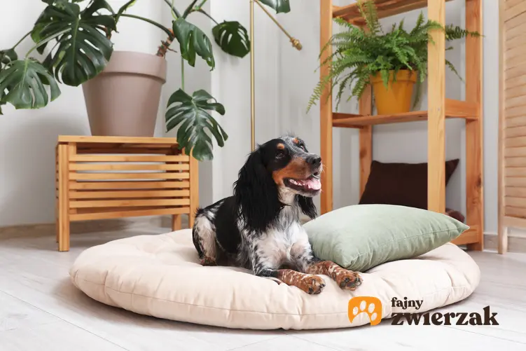 Pies siedzący na posłaniu, a także porady, jak oduczyć psa spania w łóżku