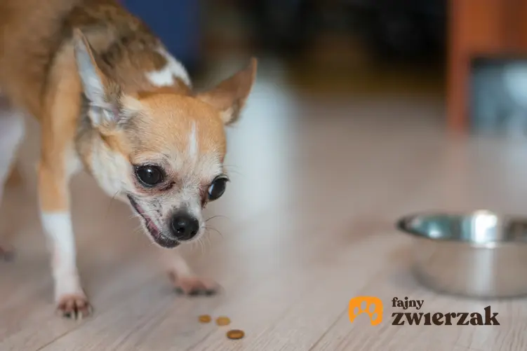 Mały pier warczy przy misce z jedzeniem, a także co zrobić, gdy pies warczy przy jedzeniu