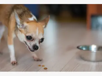 Ilustracja artykułu pies warczy przy jedzeniu. jak zrozumieć i zarządzać zachowaniami obronnymi?