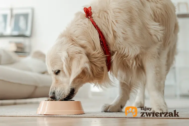 Duży pies jedzący karmę z miski, a także, co gdy pies warczy przy jedzeniu
