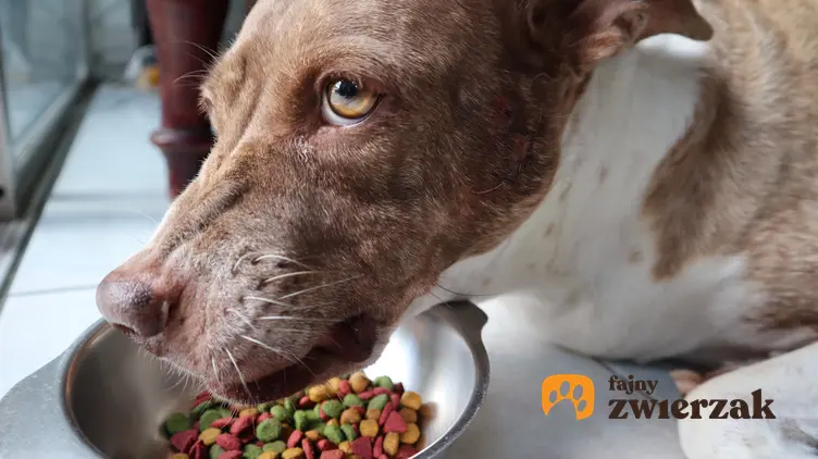 Pies nad miską z kolorową karmą oraz problem, gdy pies warczy przy jedzeniu