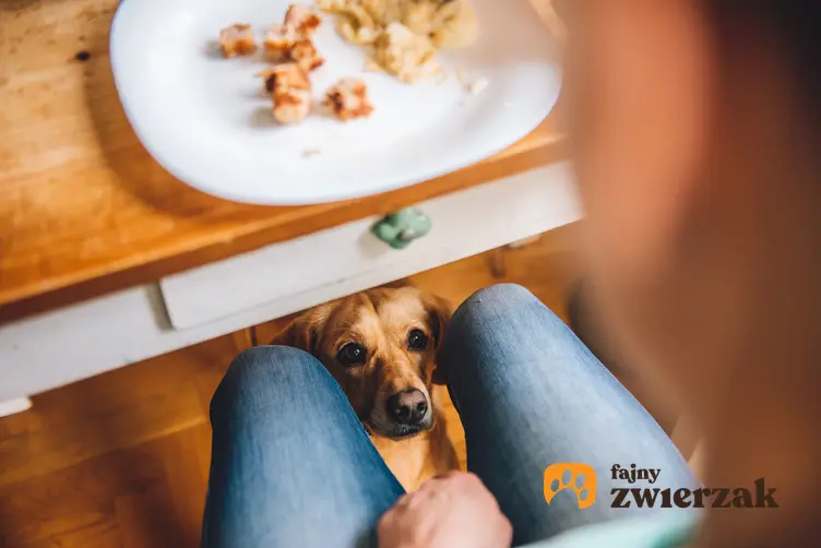 Pies pod stołem podczas posiłku, a także porady, jak postępować, kiedy pies wymusza jedzenie