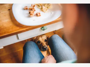 Ilustracja artykułu pies wymusza jedzenie. jak oduczyć psa żebrania przy stole?