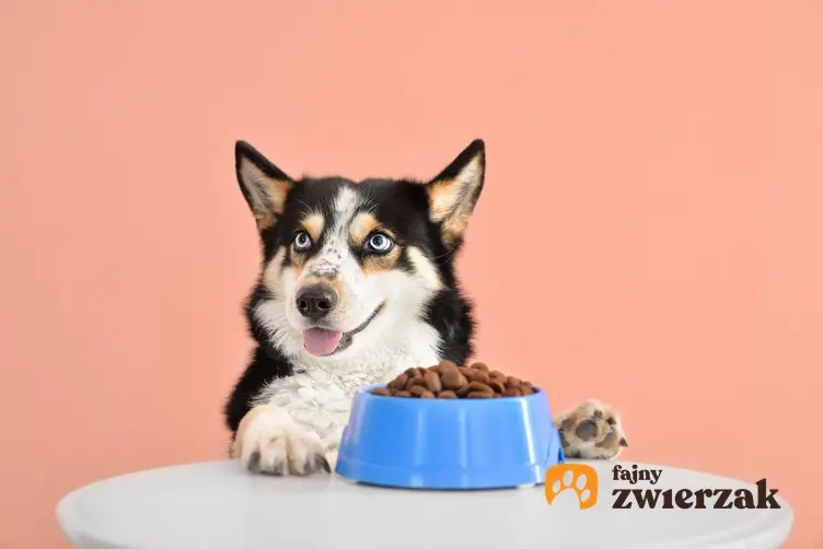 Pies siedzący przy miesce z jedzeniem na stole oraz aktywne karmienie krok po kroku