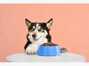 Ilustracja artykułu aktywne karmienie psów. czym jest i jakie niesie za sobą korzyści?