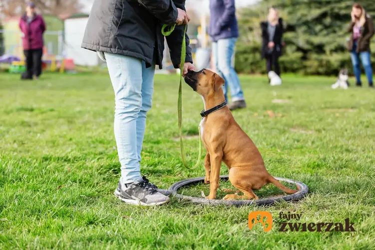Pies podczas szkolenia, a także szkolenie indywidualne psa czy grupowe