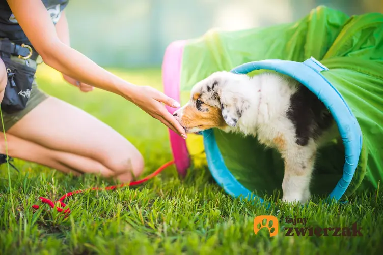Pies podczas zabawy i szkolenia oraz porady szkolenie indywidualne psa czy grupowe