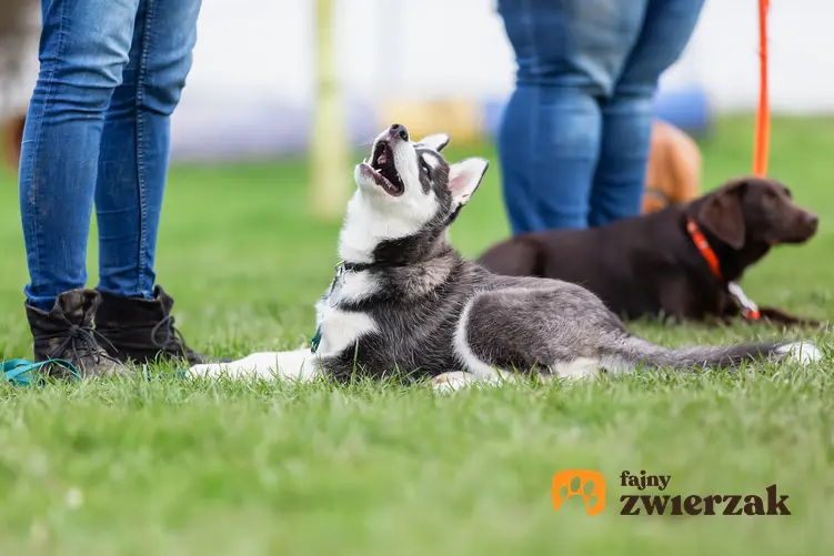 Pies podczas szkolenia grupowego w szkole, a także szkolenie indywidualne psa czy grupowe