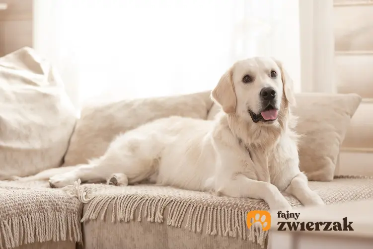 Duży pies leżący na sofie, a także informacje, czy psy męczą się w bloku