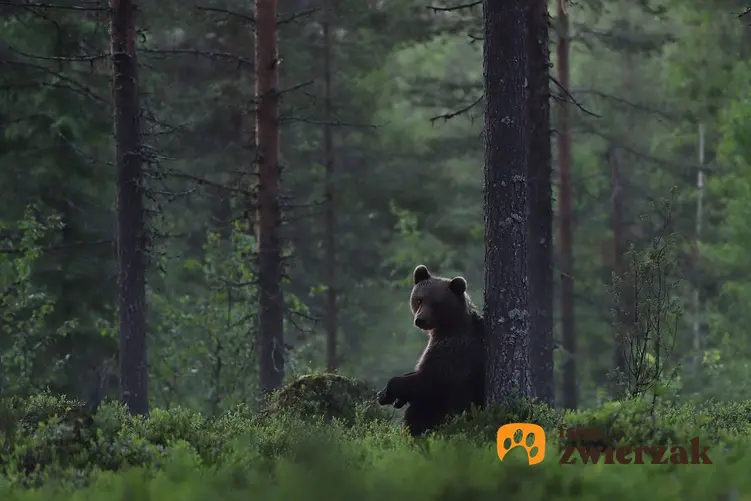 Niedźwiedź w lesie, a także porady, jak zachować się podczas spotkania z niedźwiedziem