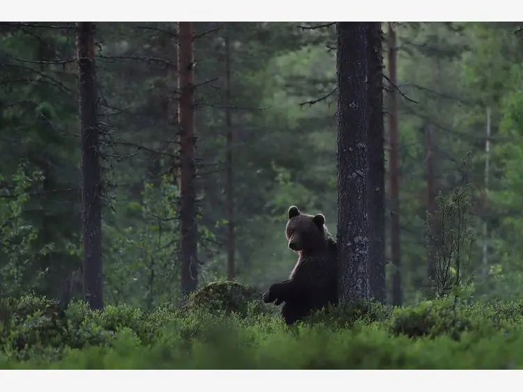 Ilustracja artykułu spotkanie z niedźwiedziem – jak się zachować?