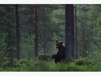 Ilustracja artykułu spotkanie z niedźwiedziem – jak się zachować?