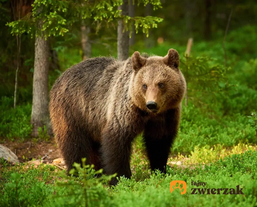 Niedźwiedź w lesie – porady bezpieczeństwa